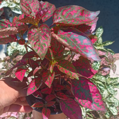 Hostes Çiçeği (Hypoestes phyllostachya) – 12 cm Saksıda kırmızı