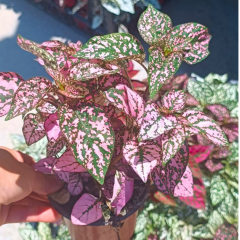 Hostes Çiçeği (Hypoestes phyllostachya) – 12 cm Saksıda pembe