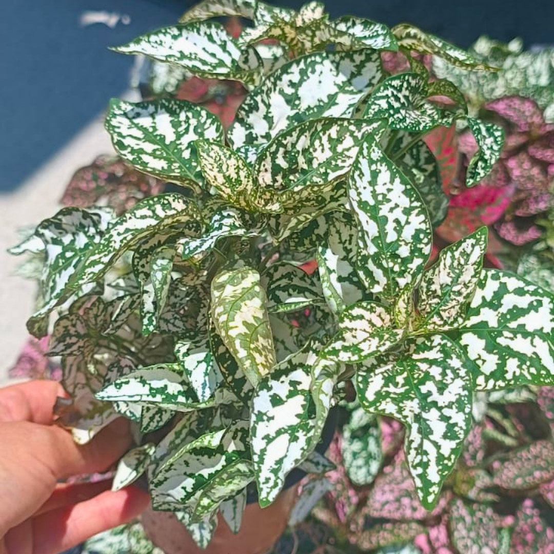 Hostes Çiçeği (Hypoestes phyllostachya) – 12 cm Saksıda yeşil