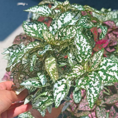 Hostes Çiçeği (Hypoestes phyllostachya) – 12 cm Saksıda yeşil