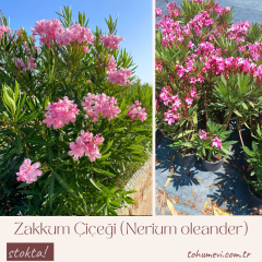 Zakkum Çiçeği Fidanı (Nerium oleander) – 3 LT Saksıda