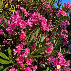 Zakkum Çiçeği Fidanı (Nerium oleander) – 3 LT Saksıda