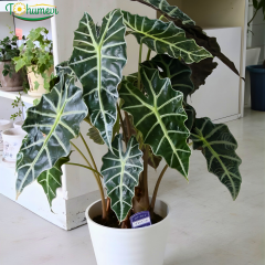 Alocasia ‘Polly’ Fil Kulağı – 15 cm Saksıda