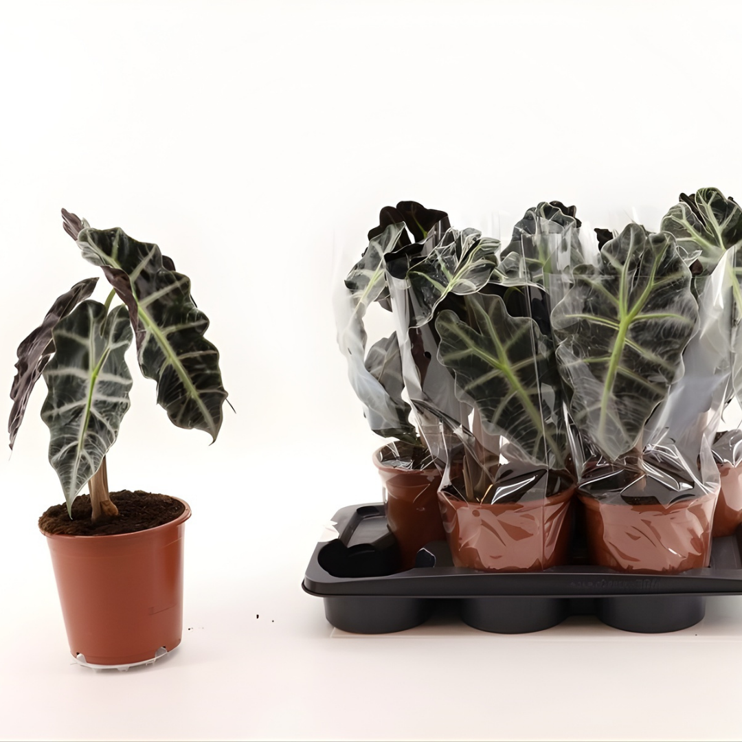 Alocasia ‘Polly’ Fil Kulağı – 15 cm Saksıda