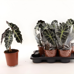 Alocasia ‘Polly’ Fil Kulağı – 15 cm Saksıda