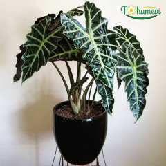 Alocasia ‘Polly’ Fil Kulağı – 15 cm Saksıda