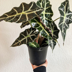 Alocasia ‘Polly’ Fil Kulağı – 15 cm Saksıda