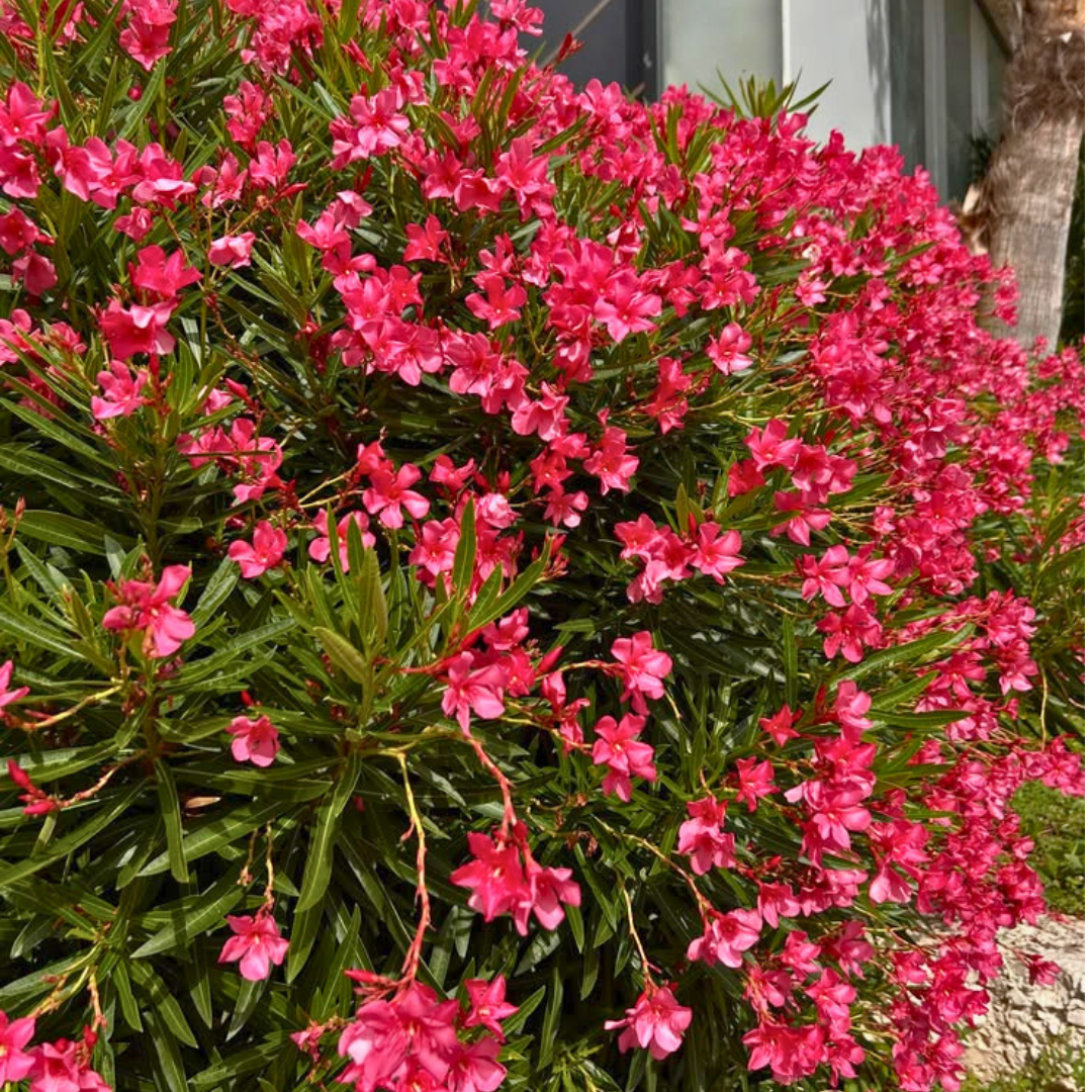 Zakkum Çiçeği Fidanı (Nerium oleander) – 3 LT Saksıda kırmızı