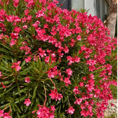 Zakkum Çiçeği Fidanı (Nerium oleander) – 3 LT Saksıda kırmızı