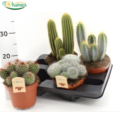 Kaktüs - Cactus  15 cm saksıda