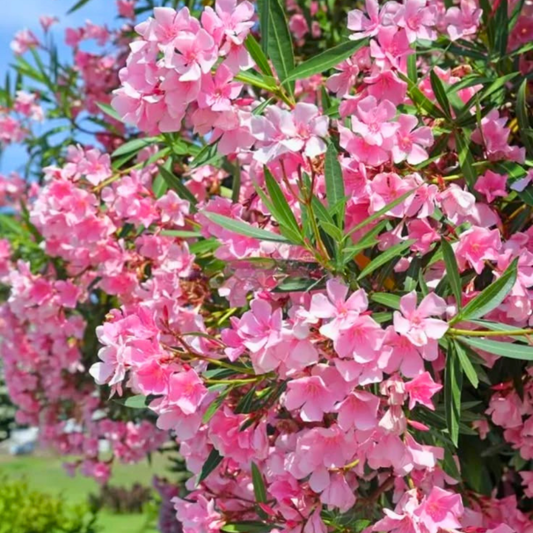 Zakkum Çiçeği Fidanı (Nerium oleander) – 3 LT Saksıda pembe