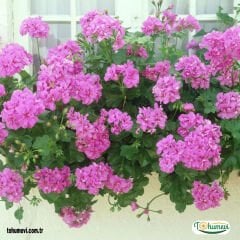 Sarkan Sakız Sardunya Saksıda – Palergonium Peltatum 10,5 cm Saksıda