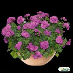 Sarkan Sakız Sardunya Saksıda – Palergonium Peltatum 10,5 cm Saksıda