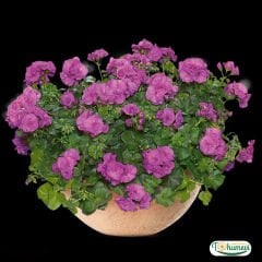 Sarkan Sakız Sardunya Saksıda – Palergonium Peltatum 10,5 cm Saksıda
