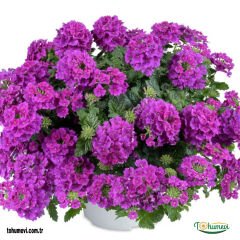 Sarkan Sakız Sardunya Saksıda – Palergonium Peltatum 10,5 cm Saksıda