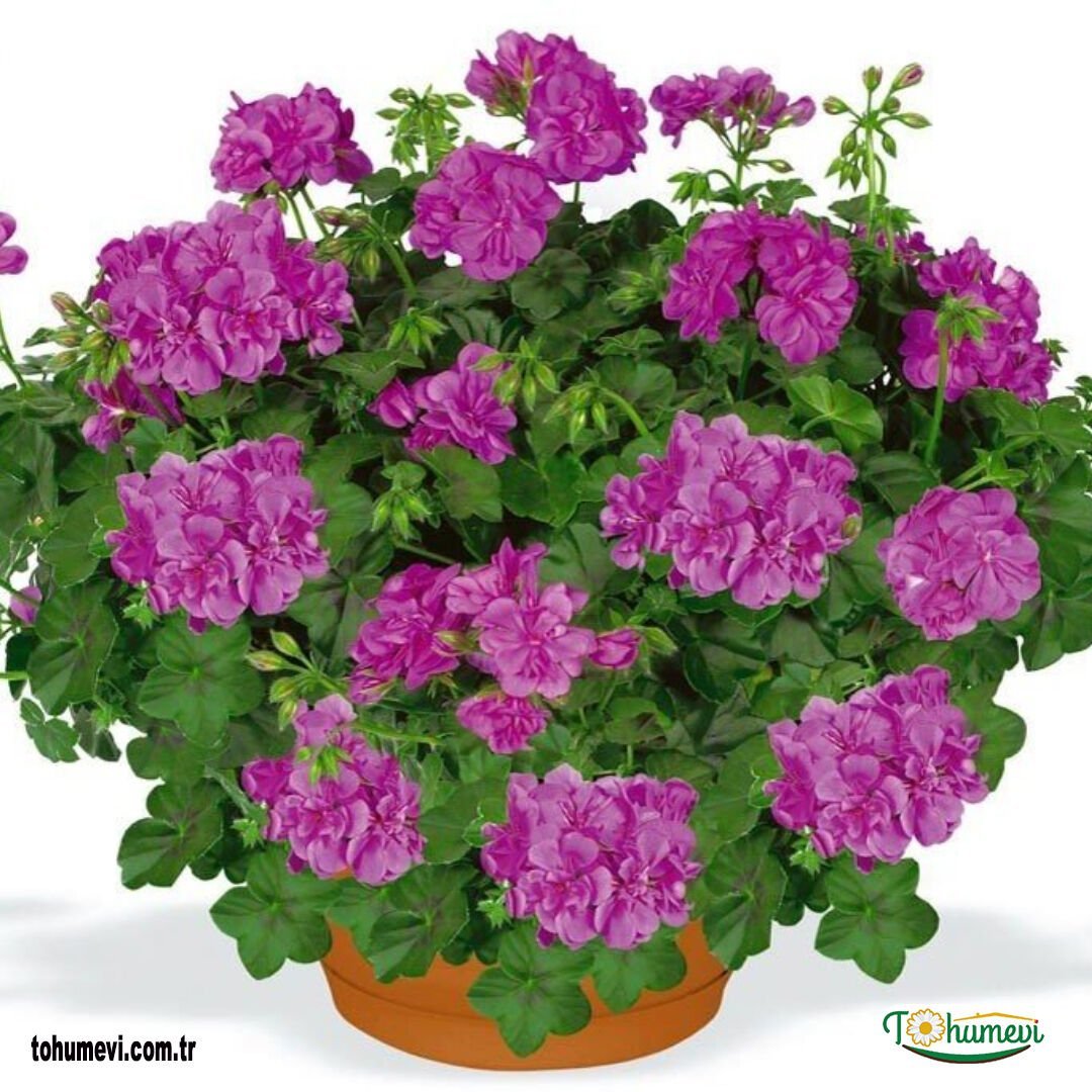 Sarkan Sakız Sardunya Saksıda – Palergonium Peltatum 10,5 cm Saksıda