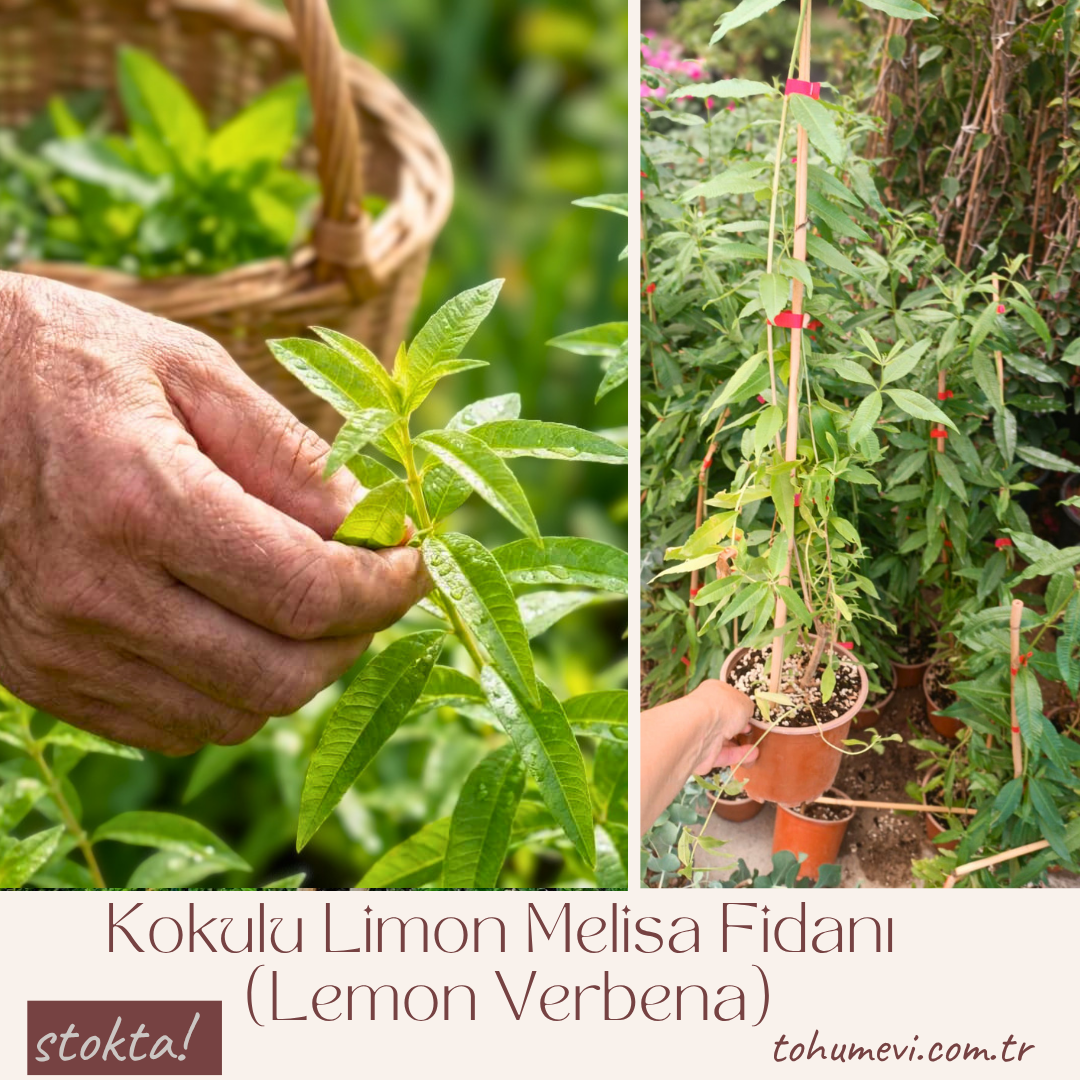 Kokulu Limon Melisa Fidanı (Lemon Verbena) – 12 cm Saksıda