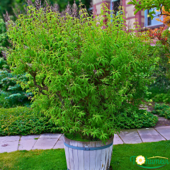 Kokulu Limon Melisa Fidanı (Lemon Verbena) – 12 cm Saksıda