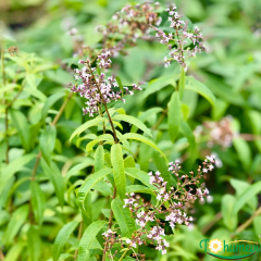 Kokulu Limon Melisa Fidanı (Lemon Verbena) – 12 cm Saksıda