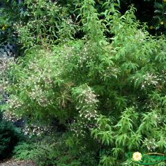 Kokulu Limon Melisa Fidanı (Lemon Verbena) – 12 cm Saksıda