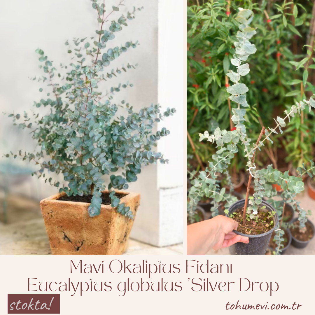 Mavi Okaliptus Fidanı (Eucalyptus globulus 'Silver Drop') – 2 LT Saksıda