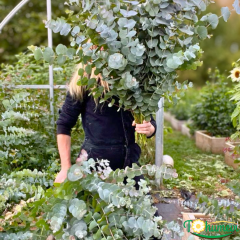Mavi Okaliptus Fidanı (Eucalyptus globulus 'Silver Drop') – 2 LT Saksıda