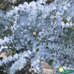 Mavi Okaliptus Fidanı (Eucalyptus globulus 'Silver Drop') – 2 LT Saksıda