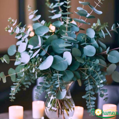 Mavi Okaliptus Fidanı (Eucalyptus globulus 'Silver Drop') – 2 LT Saksıda