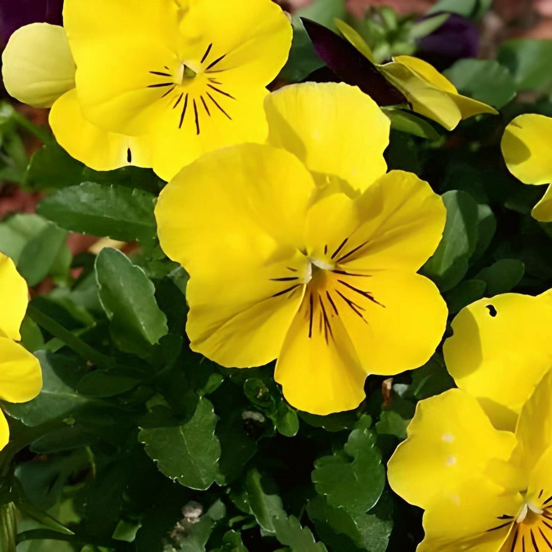 Sarı Hercai Dev Menekşe Çiçeği Tohumu Viola x Witrockiana Pansy