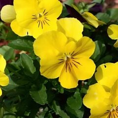 Sarı Hercai Dev Menekşe Çiçeği Tohumu Viola x Witrockiana Pansy