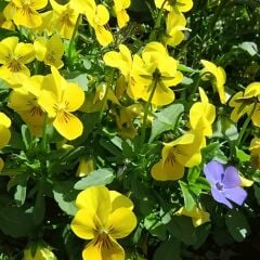 Sarı Hercai Dev Menekşe Çiçeği Tohumu Viola x Witrockiana Pansy