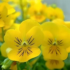 Sarı Hercai Dev Menekşe Çiçeği Tohumu Viola x Witrockiana Pansy