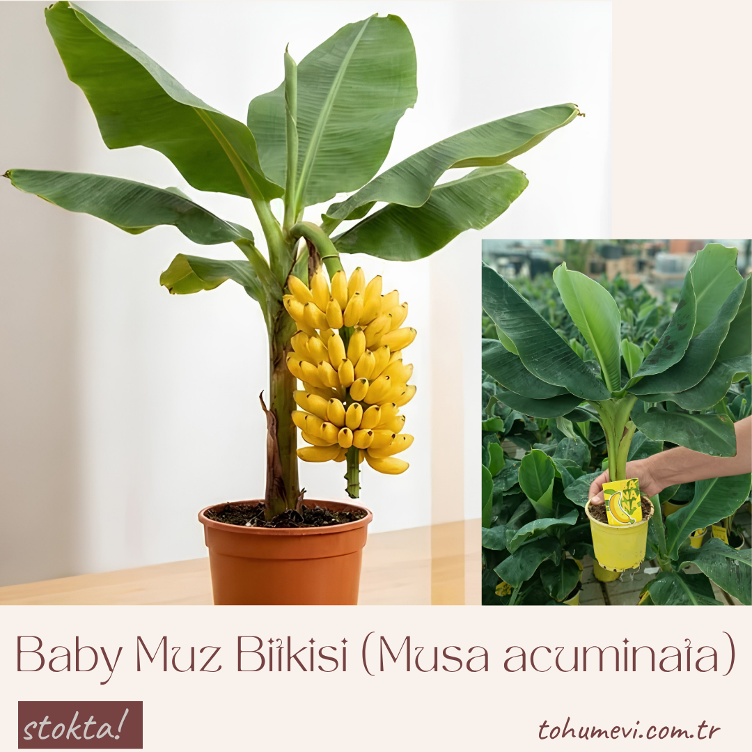 Baby Muz Bitkisi (Musa acuminata) – 50 cm | Geniş Yapraklı Form
