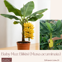 Baby Muz Bitkisi (Musa acuminata) – 50 cm | Geniş Yapraklı Form