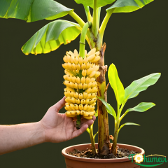 Baby Muz Bitkisi (Musa acuminata) – 50 cm | Geniş Yapraklı Form