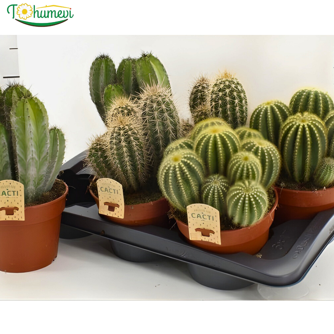Kaktüs - Cactus 17 cm saksıda