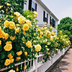 Sarı Kokulu Yediveren Sarmaşık Gül Fidanı Çardak Gülü – Perfect Yellow