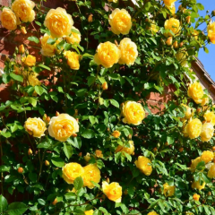 Sarı Kokulu Yediveren Sarmaşık Gül Fidanı Çardak Gülü – Perfect Yellow