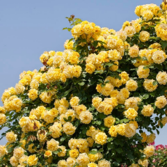 Sarı Kokulu Yediveren Sarmaşık Gül Fidanı Çardak Gülü – Perfect Yellow