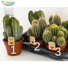 Kaktüs - Cactus 17 cm saksıda