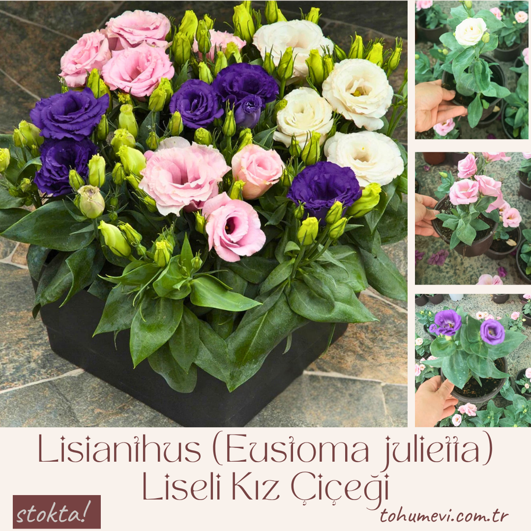 Bodur Lisianthus (Eustoma julietta) - Liseli Kız Çiçeği 12 cm Saksıda