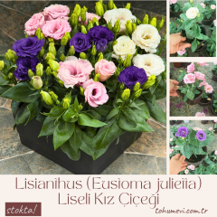 Bodur Lisianthus (Eustoma julietta) - Liseli Kız Çiçeği 12 cm Saksıda