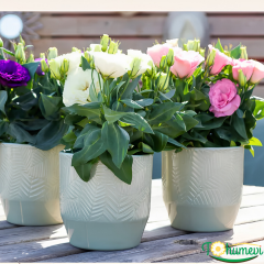 Bodur Lisianthus (Eustoma julietta) - Liseli Kız Çiçeği 12 cm Saksıda mor