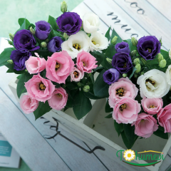 Bodur Lisianthus (Eustoma julietta) - Liseli Kız Çiçeği 12 cm Saksıda mor