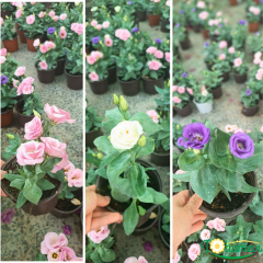 Bodur Lisianthus (Eustoma julietta) - Liseli Kız Çiçeği 12 cm Saksıda mor
