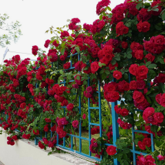 Kırmızı Kokulu Yediveren Sarmaşık Gül Fidanı - Çardak Gülü – Cherry Belle