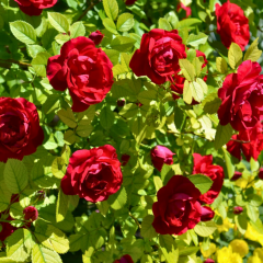 Kırmızı Kokulu Yediveren Sarmaşık Gül Fidanı - Çardak Gülü – Cherry Belle
