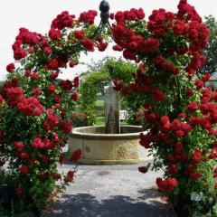 Kırmızı Kokulu Yediveren Sarmaşık Gül Fidanı - Çardak Gülü – Cherry Belle