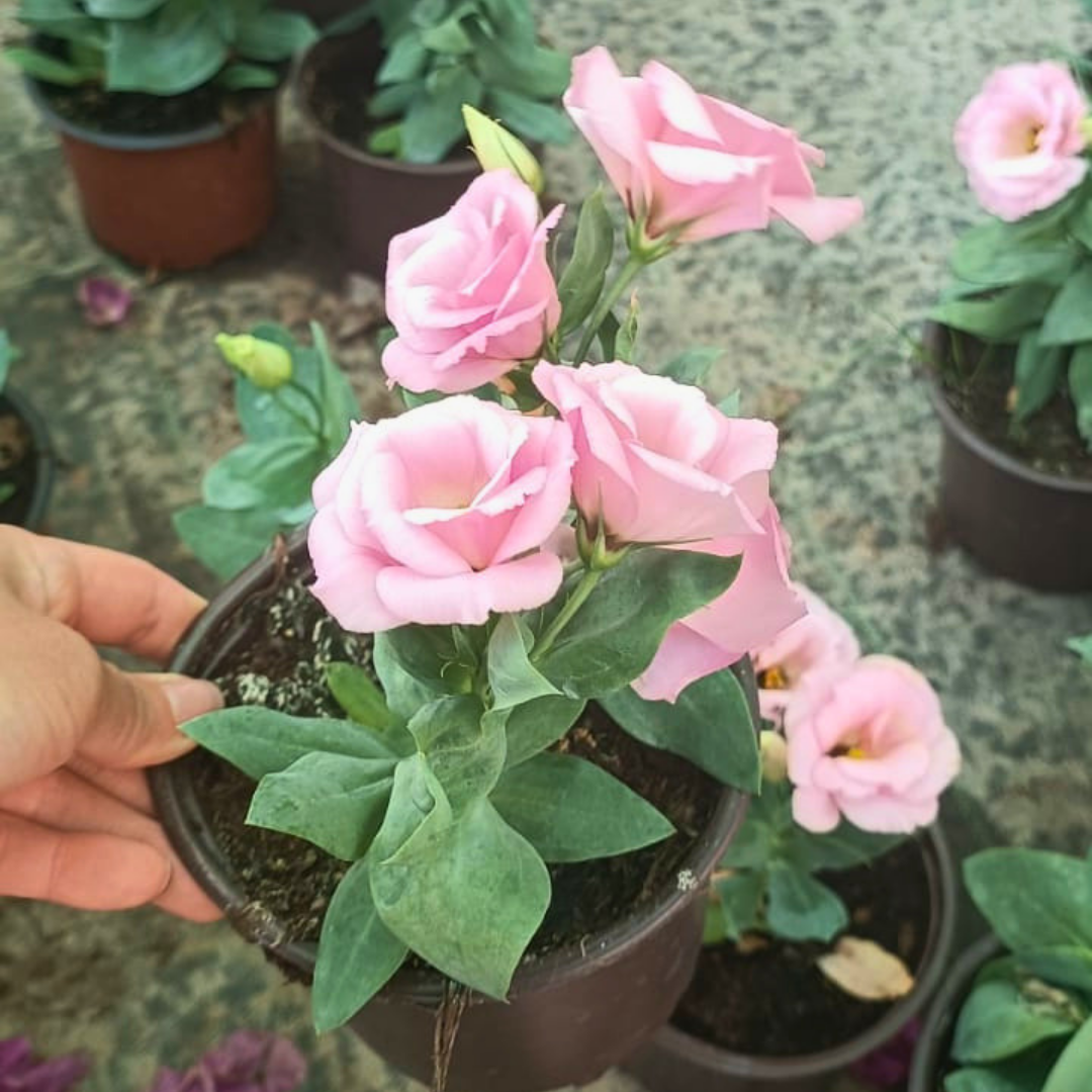 Bodur Lisianthus (Eustoma julietta) - Liseli Kız Çiçeği 12 cm Saksıda pembe