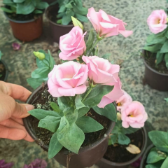 Bodur Lisianthus (Eustoma julietta) - Liseli Kız Çiçeği 12 cm Saksıda pembe